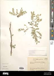 Image result for Albizia anthelmintica