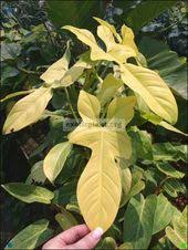 Philodendron Brilliant Violine Can Develop Anyplace With The Exception Of In The Immediate Sun And Low Light In Plants Philodendron Plant Variegated Plants