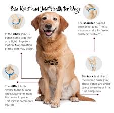 Pin On Dog Arthritis Remedy