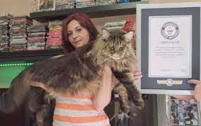 the life of wonderful people kak vyglyadit samyj dlinnyj domashnij kot v mire kot mejn kun mir