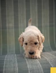 Who can recommend a whoodle breeder in Brooklyn?