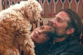 Pin By Love Toy Dogs On Movies In 2020 A Star Is Born Bradley Cooper Lady Gaga