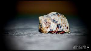 Image result for Crabbea coerulea