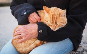 We did not find results for: Comment Le Chat Reconnait Il Son Maitre