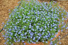 Image result for Lobelia thermalis