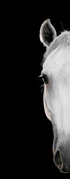 Black And White Horse Photography Close Up On White Horse Face 12 Of The Most Artistic Horse Photographs Horse Portrait Horses Horse Photography