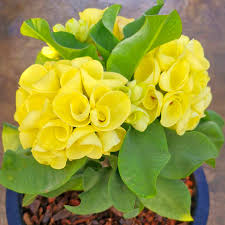 Image result for Monadenium herbaceum