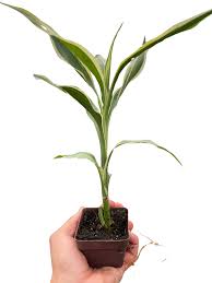 Image result for Dracaena sanderiana