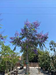Image result for Jacaranda mimosifolia