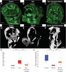 Epithelial cell competition is promoted by signaling from immune cells |  Nature Communications
