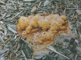 Yellow mold is something that can grow in many different environments. Mulch Molds What Is Growing On My Mulch Extension News