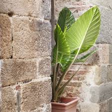 Image result for Alocasia odora