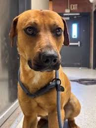 Can you help transport puppies and save these little lives? Message Suzy  Haas Swims ASAP if you can help!