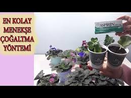Pet Bardakta Hizli Menekse Cogaltma Menekse Nasil Cogaltilir Cicek Easy Way To Root Violets Youtube Bitki Cicek Egzotik Cicekler