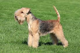 Lakeland Terrier: Breed Information | zooplus Magazine