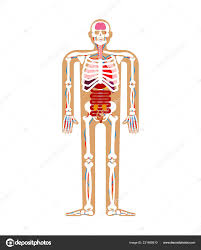 human anatomy system skeleton internal organs systems man