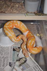 Pin On Snakes I Like