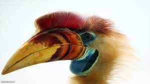 Rainforest Birds