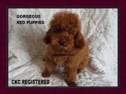29,688 likes · 166 talking about this. Canadian Kennel Club Club Canin Canadien