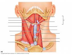 I've labelled the diagrams up to show the main human body muscles. Muscles Of The Anterolateral Neck And Throat Quiz By Ctinatan