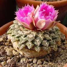 Why cactus poachers are putting the arizona desert at risk. Cacti On Brink Of Extinction Because Of Poaching With A Third Of Species Now In Critical Danger World News Mirror Online