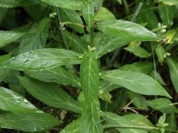Image result for Lobelia pteropoda