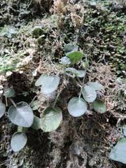 Image result for Saintpauliopsis