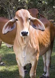 The brahman has a high tolerance of heat, sunlight and humidity, and good. Love Those Ears American Brahman Heifer Animals Cattle Dog Cattle Ranching