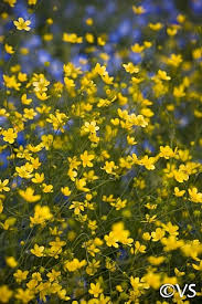 Image result for Ranunculus raeae