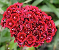 Bulk Flowers Wedding Flowers Wholesale Flowers Roses Alstroemeria Sunflowers Carnations Gerb Sweet William Flowers Dianthus Flowers Sweet William