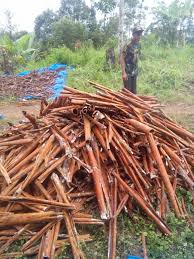 Seperti yang kita tahu, antioksida dapat melawan radikal bebas yang boleh mendatangkan. Proses Panen Kulit B2b Kulit Kayu Manis Asal Kerinci Facebook