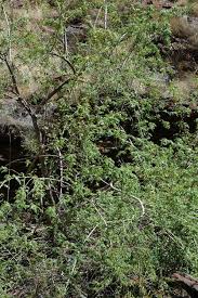 Image result for Phyllanthus retinervis