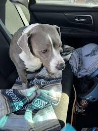 Lost dog by Paloma park off lake pleasant pkwy peoria az. It ran away from  us. Couldn't get closer