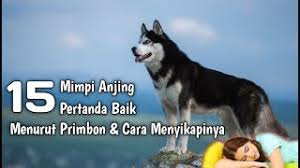 By adminposted on june 2, 2021. Best Of Mimpi Kena Kejar Anjing Free Watch Download Todaypk