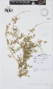 Image result for Otholobium foliosum