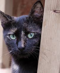 Free Image On Pixabay Cat Strays Alley Cat Pet In 2020 Alley Cat Pets Cats Stray