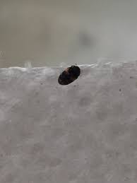 I thought they were harmless. What Is This Tiny Black Beetle With Orange Spots 274667 Ask Extension