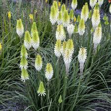 Image result for Kniphofia princeae