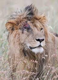 His brothers hunter, sikio, and morani were nearby; Scarface Of The Marsh Pride Masai Mara Kenya July 2012 Animals Wild Male Lion Herbivorous Animals