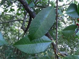 バラ科カナメモチ属カナメモチ アカメモチ 学名 Photinia Glabra