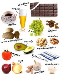 Welk Eten Is Giftig Voor Honden