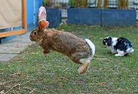 Blinky Bunny Pet Bunny Binky Bunny Bunny Pictures