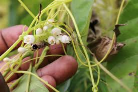 Image result for Cuscuta abyssinica