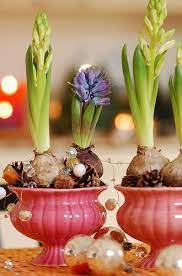 Hyacinthes Bulb Flowers Planting Bulbs Spring Bulbs