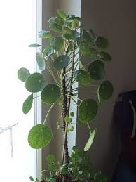 Are you unsure where you should put your tent in animal crossing: Pilea Peperomioides Aka Chinese Money Plant So Cool Looking Need To Find One Plants Inside Plants Chinese Money Plant