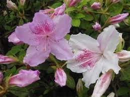 Pin On Apothecary Garden Plants For Fragrance