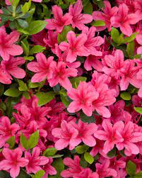 Your Ultimate Guide To Flowering Perennials Which Popular Plants Bloom When Azalea Flower Pink Azaleas Flowers Perennials