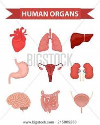 Maybe you would like to learn more about one of these? Internal Organs Of The Human Icons Set Flat Style Collection With Heart Liver Lungs Kidneys Stomach Female Reproductive System Brain Intestines Anatomy Medicine Concept Healthcare Vector Poster Id 215889280
