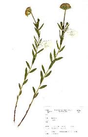 Image result for Gnidia kraussiana