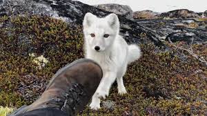 Encounter a young wild white arctic fox in greenland - BEST XXX TUBE